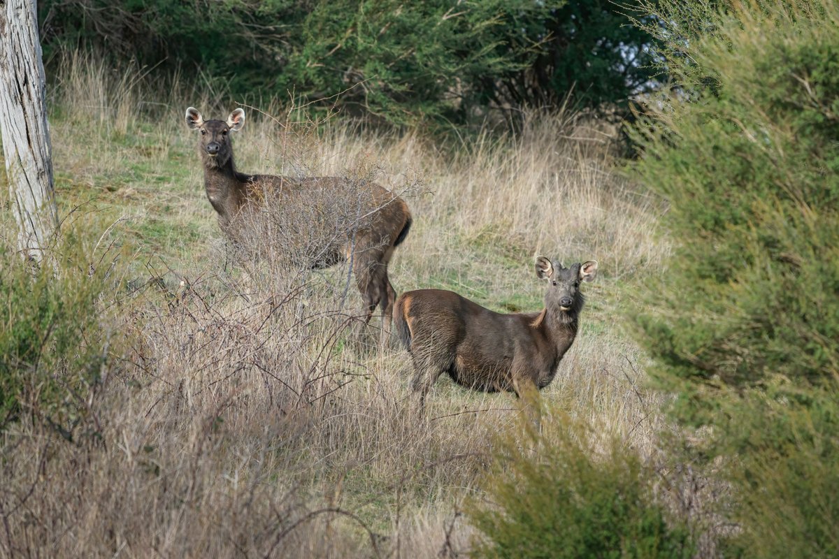 Feral deer herd showing group behavior and population density
