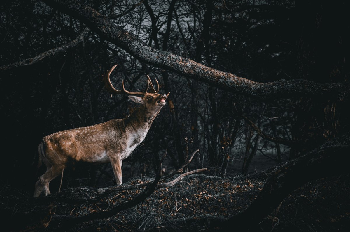 Feral deer in agricultural area showing crop and pasture damage threat