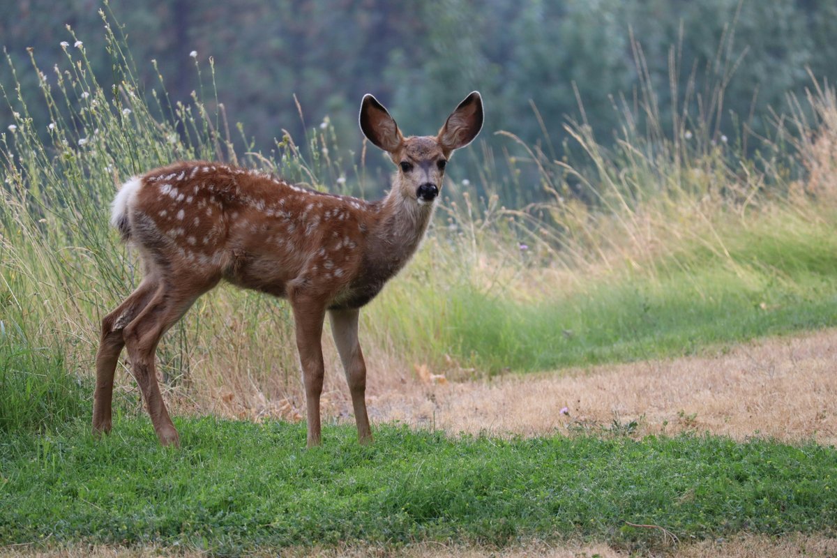Feral deer in natural habitat showing typical herd behavior