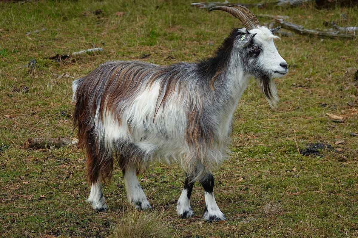 Feral goat demonstrating climbing ability on steep rocky terrain