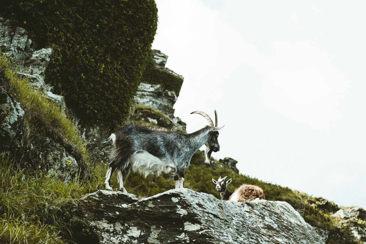 Feral goat in pastoral setting showing impact on agricultural land