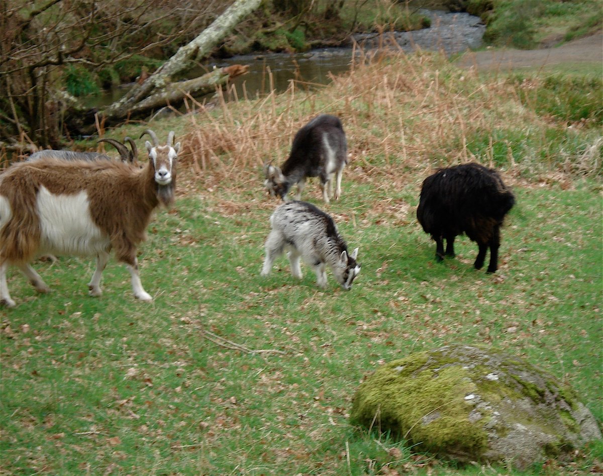 Group of feral goats in rocky terrain showing typical herd behavior