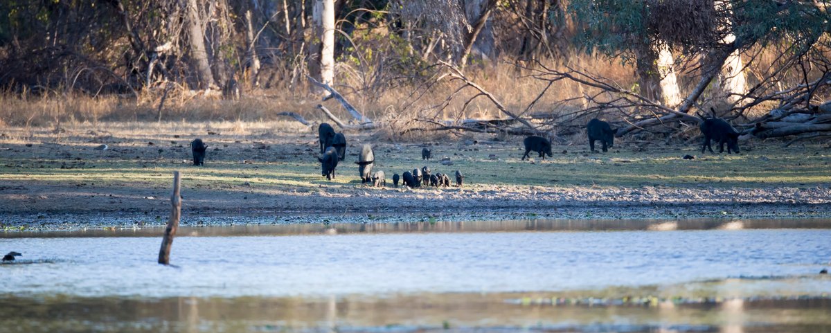 Feral pig mob showing rapid population growth and group behavior