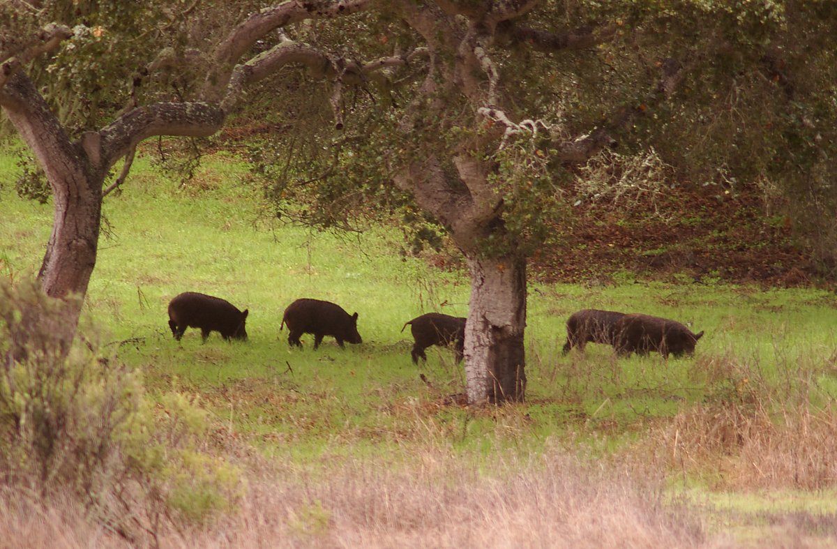 Feral pigs causing agricultural damage through rooting and wallowing