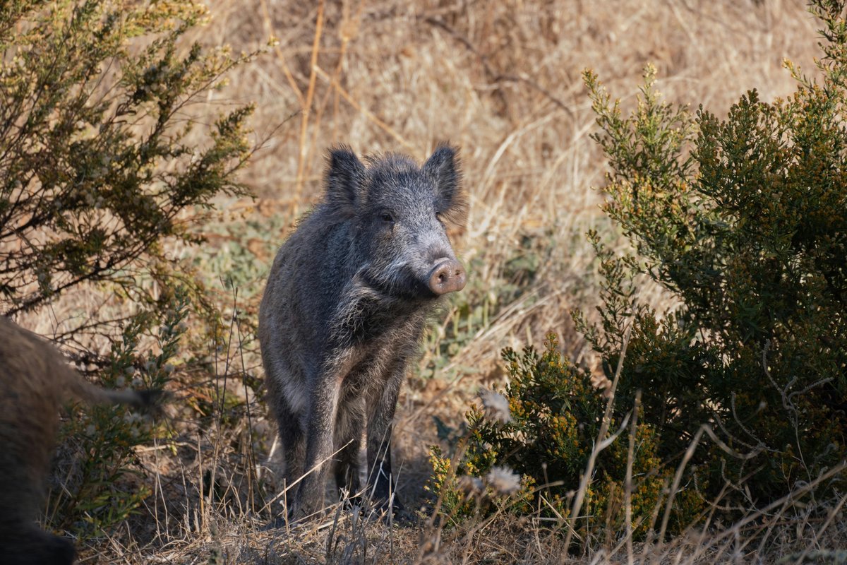Feral pig in natural habitat showing characteristic muscular build and coarse hair